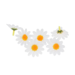 Marjetice bele 4cm 6 kosov