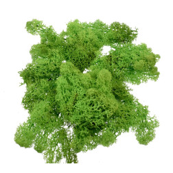 Islandski mah svetlo zelen 50g