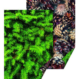 Karton z naravnimi motivi Smreka in storži 50x70cm 300g/m2 1 kos